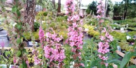 Lythrum salicaria 'Pink Tails'